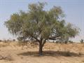 کهور - معرفی و راهنمای پرورش و نگهداری درختان زینتی